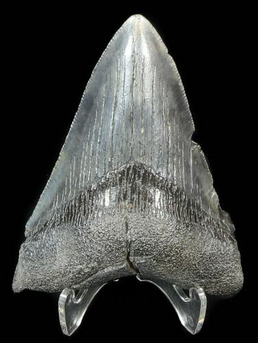 Lower Megalodon Tooth - South Carolina #39245